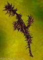   Ornate ghost pipefish against coral  